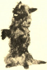 Terry
