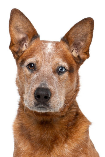 Jellybean the Dog