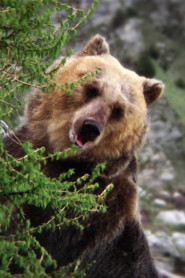 Bozo the Bear