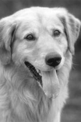 Buddy