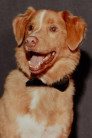Indy the Dog